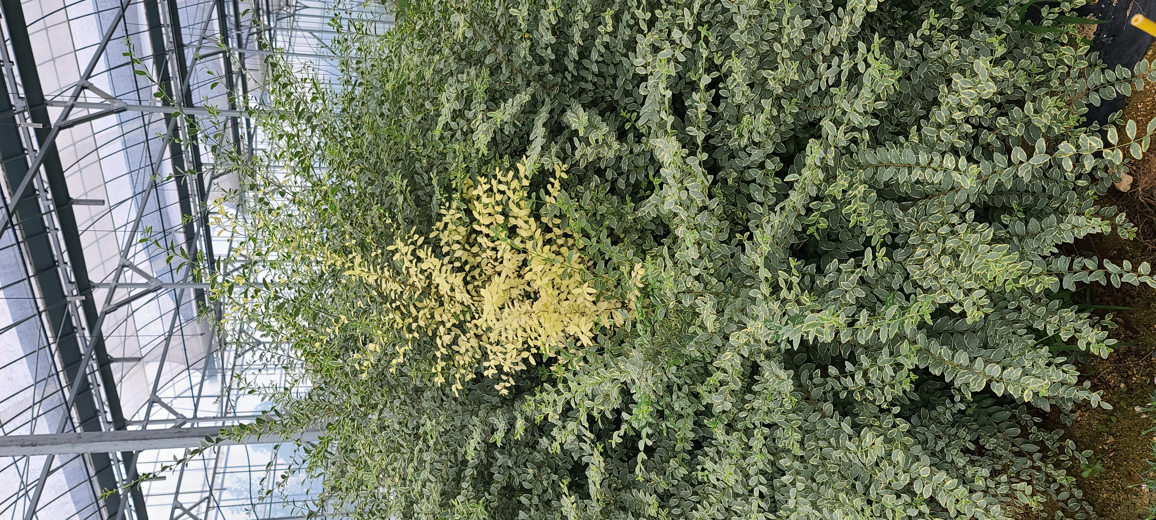 Ligustrum sinense 'Variegetum'